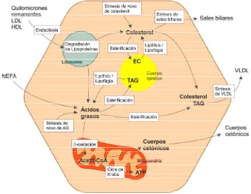 Figura 7. Esquema representativo del metabolismo lipídico en una célula hepática. Se indican las vías de captación de lípidos (NEFA: Ácidos grasos no esterificados y Lipoproteínas)
