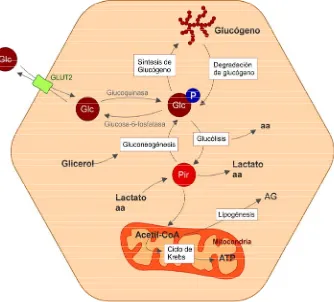 Figura 8. Esquema de las principales vías del metabolismo de la glucosa (Glc) en el hepatocito