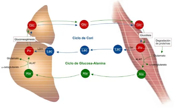 Figura 9. Esquema del ciclo de Cori (azul) y el ciclo de la Glucosa-Alanina (verde). La glucólisis en el músculo esquelético produce piruvato (Pir) (rojo, panel derecho)