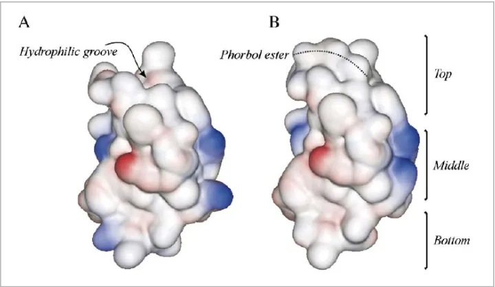 Figure I.3. Molecular surface drawing of the C1B domain of PKCδpresence (B) of phorbol ester in the absence (A) or 