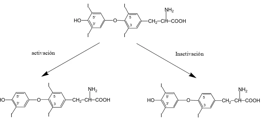 Figura 1: Fórmulas químicas de las hormonas tiroideas, T4 (tiroxina) y T3 