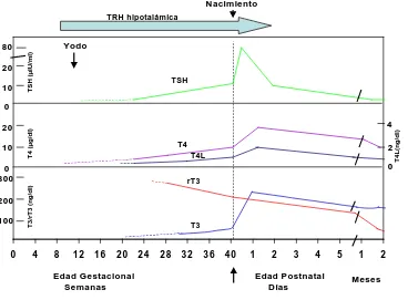 Figura 2: Evolución de los niveles plasmáticos de TRH, TSH, T4, T4 libre, T3 y rT3 