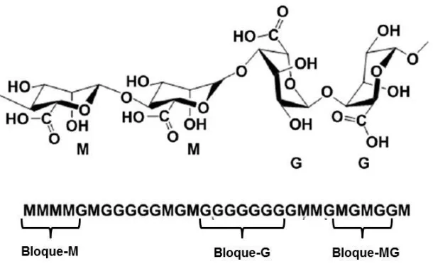 Figura 2.1 Distribución por bloques de los monómeros constituyentes en el polímero de alginato