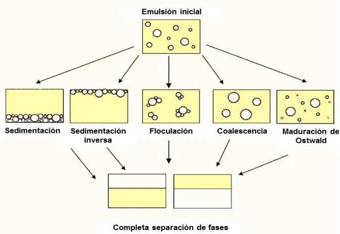 Figura 2.10 Mecanismos de desestabilización de las emulsiones (Walstra, 1996). 