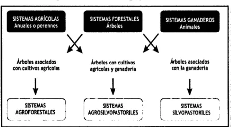 Fig.  N°04:  &#34;Sistemas Agroforestales&#34; 