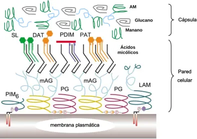 Figura 1.3. Representación simplificada de la envuelta celular de al.M. tuberculosis. No se muestran las proteínas, presentes en los 3 compartimientos, ni las porinas
