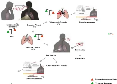 Figura 1.5. Infección por M. tuberculosis. Adaptado de [42, 45].