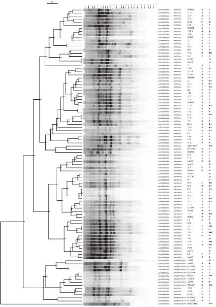 Figure 1. Dendrogram obtained from GTGPatterns were grouped with the unweighted pair group algorithm with arithmetic averages (UPGM)