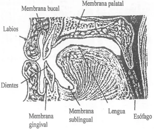 Figura 1-6 Composición de la cavidad bucal [6] 