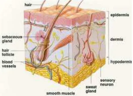 Figura 15- Estructura de la piel humana 