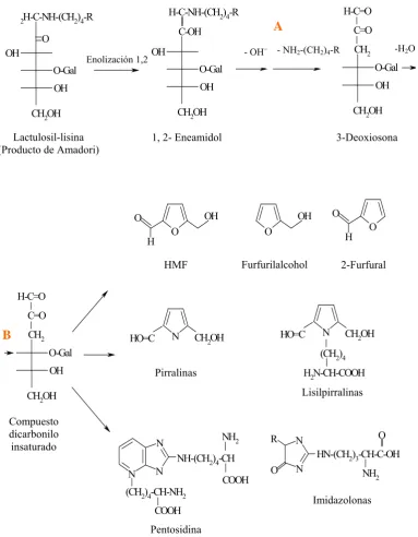 Figura 3. Vía 1,2-E de la RM en la leche. 
