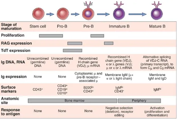 Figura 7. Esquema de las diferentes etapas de desarrollo y maduración del receptor de los linfocitos B en médula 