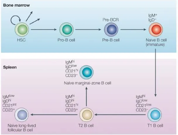 Figura 8. Etapas de desarrollo y diferenciación de las principales poblaciones de linfocitos B en bazo [31]
