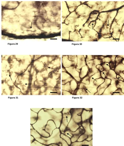 Figura 29 