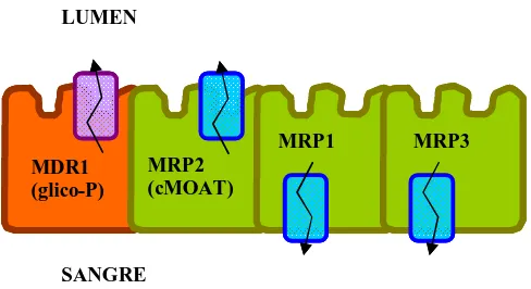 Figura II.7  Esquema de localización de los transportadores MDR y MRP en la membrana del 