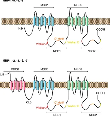 Figura II.9  Modelos topológicos de membrana para MRPs  55