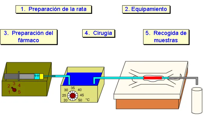 Figura II.12 Esquema de la técnica de perfusión de un solo paso en rata in situ. Tomado con 