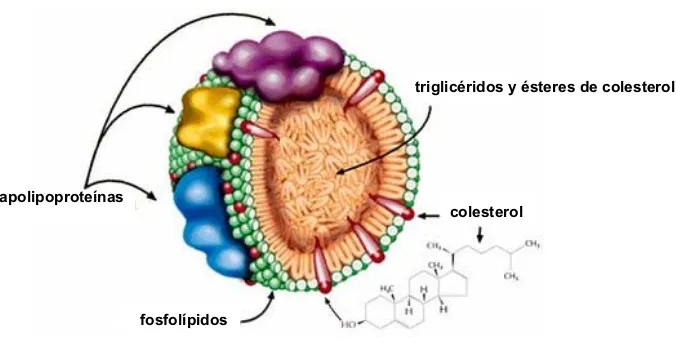 Figura 2. Esquema de la estructura de una lipoproteína plasmática. 