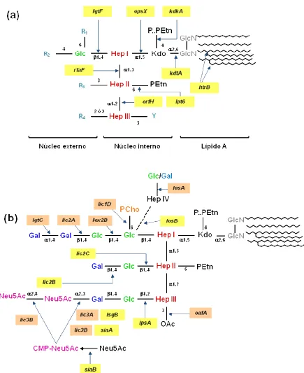 Figura 8: Estructura de la molécula de LOS de H. influenzaelas moléculas de LOS de . (a) Estructura conservada en H