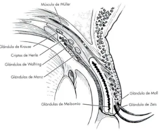 Figura 5. Glándulas de los párpados (Fuente: Los Requisitos en Oftalmología, Cirugía oculoplástica