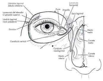 Figura 7. Sistema de drenaje lagrimal. (Fuente: Los Requisitos en Oftalmología, Cirugía oculoplástica