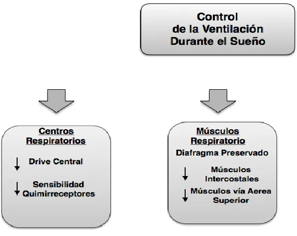 Fig. 1.-  Control de la ventilación  durante el sueño. 