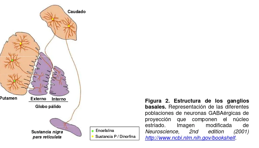 Figura 2. Estructura de los ganglios basales. Representación de las diferentes poblaciones de neuronas GABAérgicas de 
