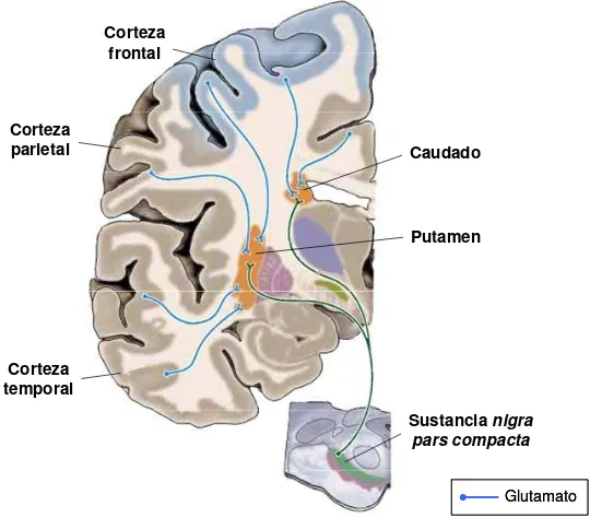Figura 3. Organización anatómica de las aferencias de los glangios basales. Sección coronal donde se representan las proyecciónes glutamatérgicas provinientes de la corteza cerebral que inervan los núcleos caudado y putamen