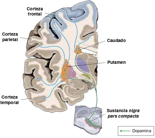 Figura 4. Organización anatómica de las aferencias de los glangios basales. Sección coronal donde se representan las proyecciónes dopaminérgicas provinientes de la sustancia nigra pars compacta que inervan los núcleos caudado y putamen