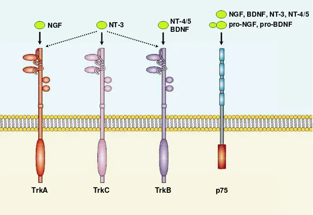 Figura 5. Neurotrofinas y sus receptores. Las diferentes neurotrofinas interaccionan de forma específica con los diferentes receptores Trk, sin embargo todas presentan la misma afinidad por el receptor p75