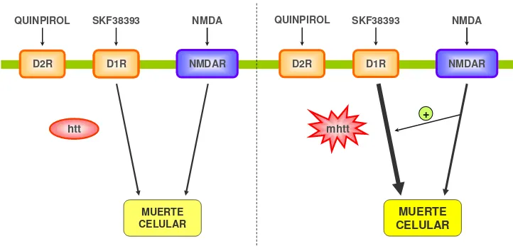 Figura 11. Efecto de la estimulación glutamatérgica y dopaminérgica en la viabilidad de las células estriatales knock-in