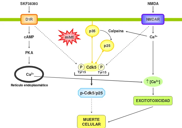 Figura 12. La mayor sensibilidad de las células estriatales a una activación glutamatérgica y dopaminérgica en presencia de la htt mutada implica la participación de la quinasa Cdk5