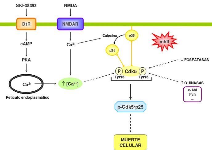 Figura 13. Mecanismos moleculares que pueden desregular la actividad de Cdk5. Modelo hipotético para ilustrar las diferentes vías intracelulares que, en presencia de la htt mutada (mhtt), pueden incrementar la actividad de Cdk5