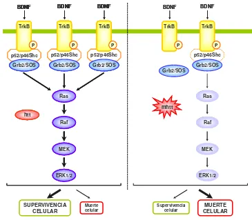 Figura 15. Alteración de la vía de señalización de TrkB-ERK1/2 en células estriatales knock-inpresencia de la htt mutada