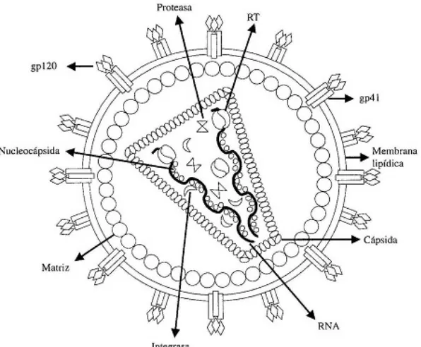Figura 2. Estructura de la partícula de VIH. 