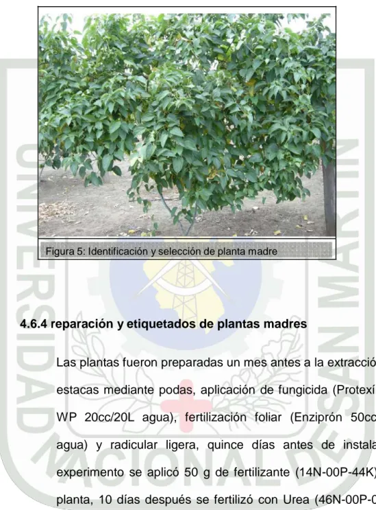 Figura 5: Identificación y selección de planta madre 