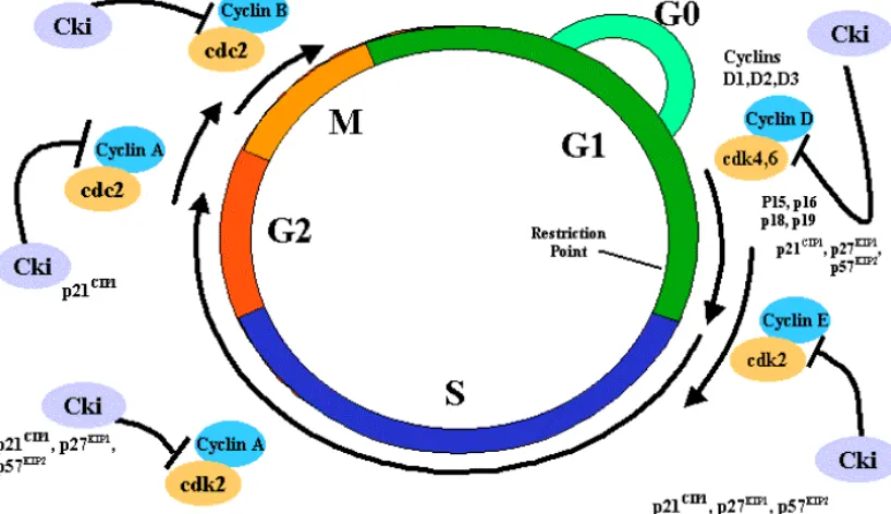 Figura 1. Ciclo celular 