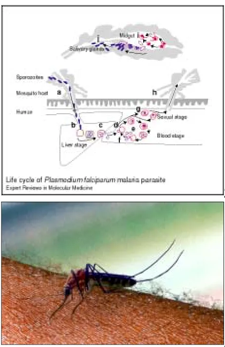 Figura 3: Ciclo de vida del Plasmodio falciparum y mosquito Anopheles en superficie 