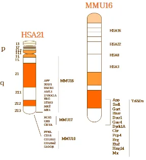 Figura 5. Representación esquemática del cromosoma 21 humano (HSA21) y del cromosoma 16 de ratón (MMU16)