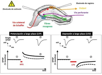 Figura 6. Representación esquemática de la vía trisináptica del hipocampo (imagen superior) y de la inducción y el registro de la LTP y LTD en el hipocampo de un ratón control (imagen inferior)