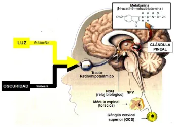 Figura 8. Vía retino-hipotalámico-pineal. La síntesis de melatonina en la glándula pineal está controlada por los NSQ, que están sincronizados con el ciclo luz/oscuridad a través del tracto retino-hipotalámico