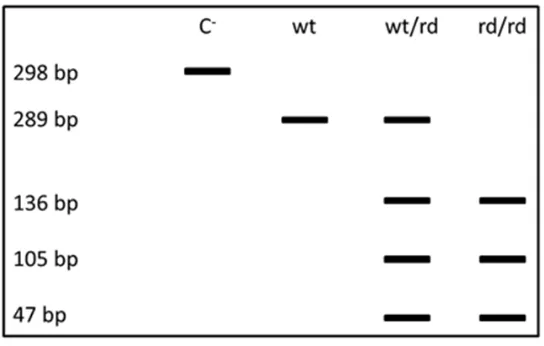 Figura 9. Tamaños de bandas esperados en los distintos genotipos existentes para el gen Rd