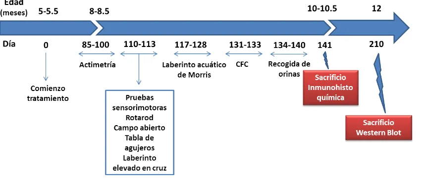 Figura 11. Protocolo experimental de la cohorte II de animales TS y CO que recibió el tratamiento crónico con melatonina durante la edad adulta