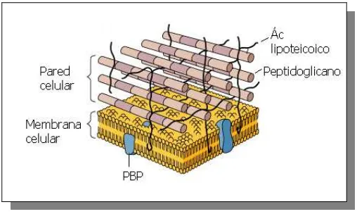 Figura 1.2: Estructura de la pared bacteriana con referencia a las proteínas fijadoras de penicilina (PBP), diana de los antibióticos betalactámicos