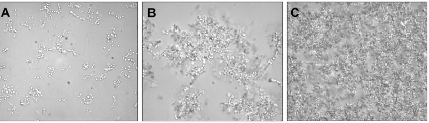 Figura 1.4: Formación de biopelícula por Streptococcus pneumoniae a los días 