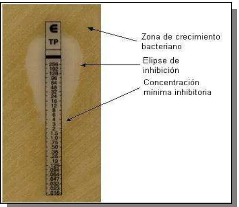 Figura 4.1: Tiras reactivas con gradiente de antibiótico E-test® para las determinaciones de las CMI