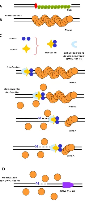 Figura 9.- extremo nucleofilamento, e inicia la síntesis a través de la lesión, posiblemente mutación (M)