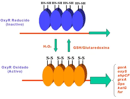 Figura 12.- El Regulón oxyR. La proteína OxyR es sintetizada constitutivamente y puede ser oxidada por el peróxido de hidrógeno
