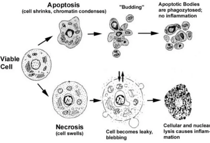 Figura 4. Características de la muerte necrótica y apoptótica. La apoptosis incluye reducción del volumen celular, condensación de la cromatina y formación de cuerpos apoptóticos que serán fagocitados sin provocar un proceso inflamatorio