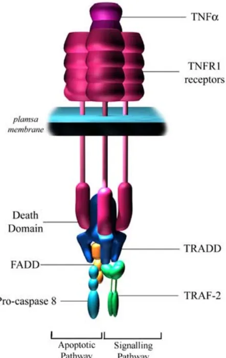 Figura 9. Formación del complejo TNFR1 y vías de transducción asociadas. La unión del adaptadoras como TRADD o FADD